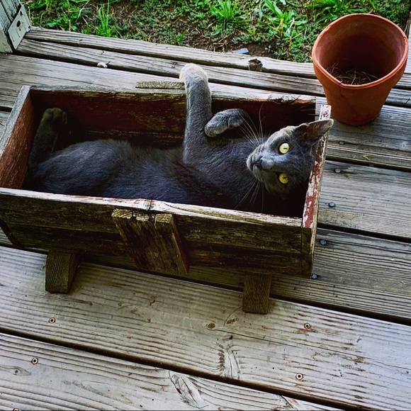 Meet your Posher, Lauren - Picture 5 of 10